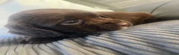 Cocker Spaniel dogs for sale: 7 beautiful cocker spaniel puppies for sale  - Advert 4