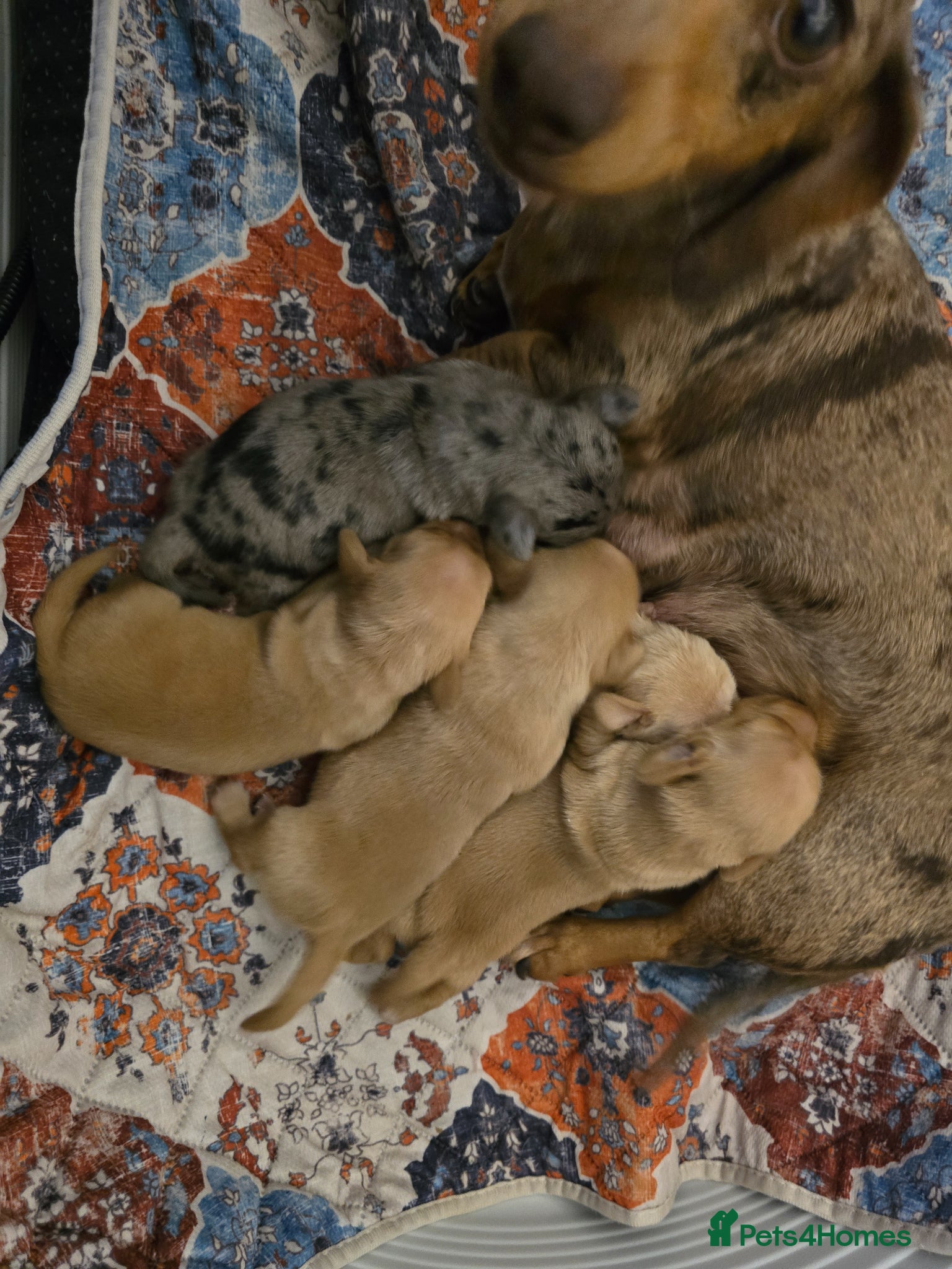 Miniature Dachshund dogs KC Registered Mini Dachshund Puppies. Rare colors - Advert 14
