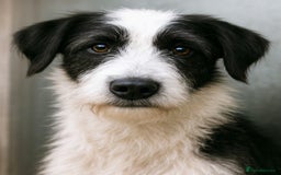 Mixed Breed dogs for adoption: 🐾 Panda – a tender pup looking for love 💛 - Advert 1