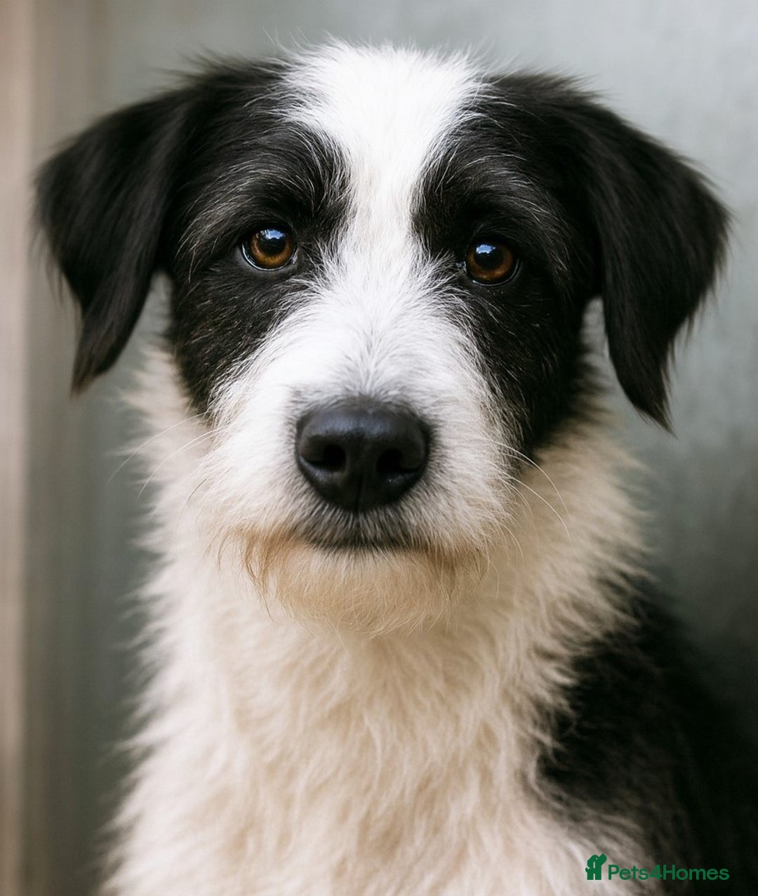 Mixed Breed dogs for adoption: 🐾 Panda – a tender pup looking for love 💛 - Advert 1