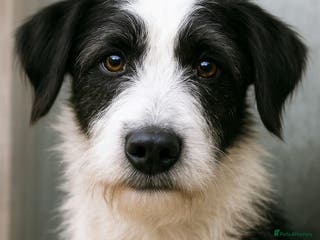 Mixed Breed dogs 🐾 Panda – a tender pup looking for love 💛 - Advert 3