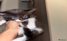 British Longhair cats for sale: Beautiful fluffy kitten’s - Image 5