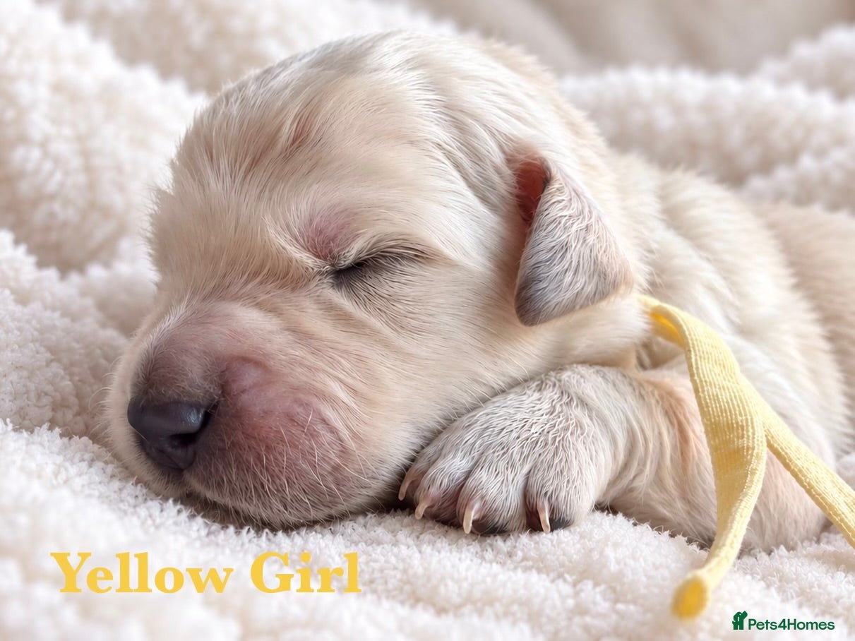 Golden Retriever dogs Champion line puppies 🏆 - Advert 2