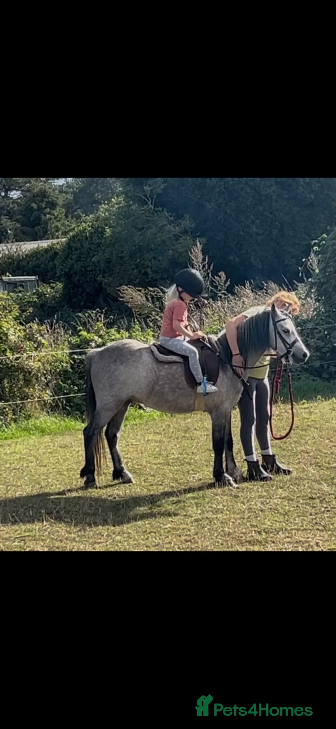 Welsh Section A horses for sale: Registered Welsh Section A Gelding in Newark - Advert 2