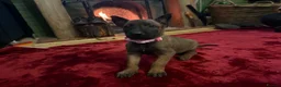 Belgian Shepherd Dog dogs for sale: Belgian shepherd puppies  in Norwich - Advert 9