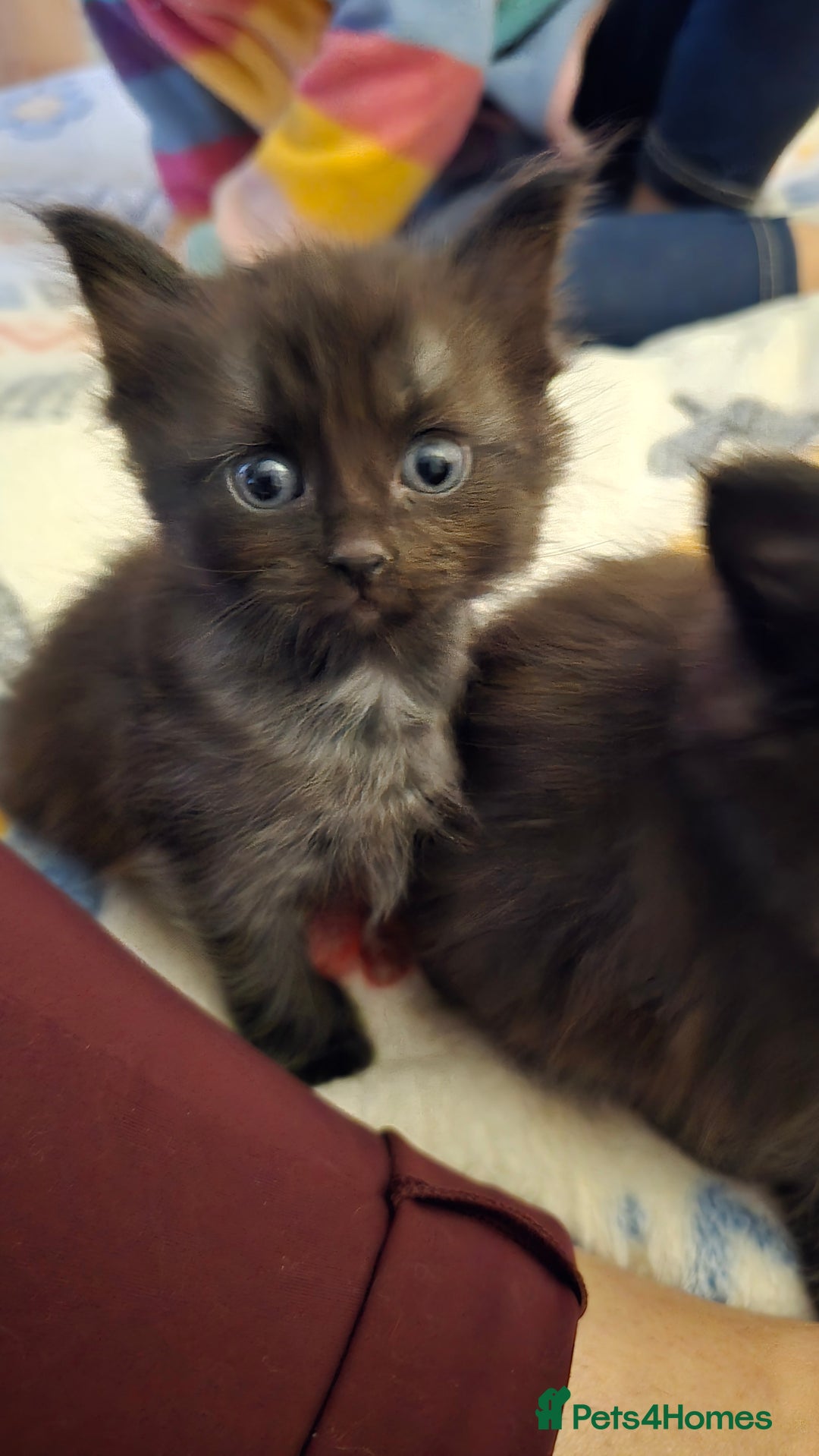 Maine Coon cats for sale: Maine Coon X Ragdoll  - Advert 5