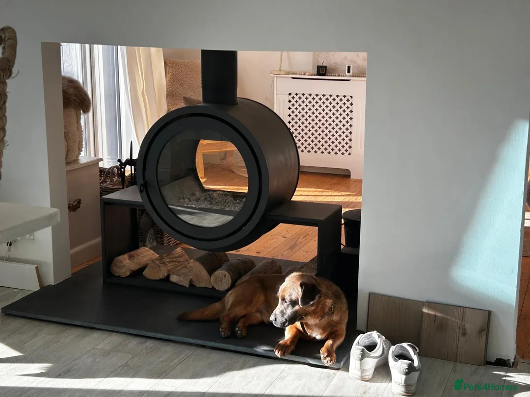 Mixed Breed dogs for adoption: LOVELY CHARLEY LOOKING FOR A HOME - Advert 22