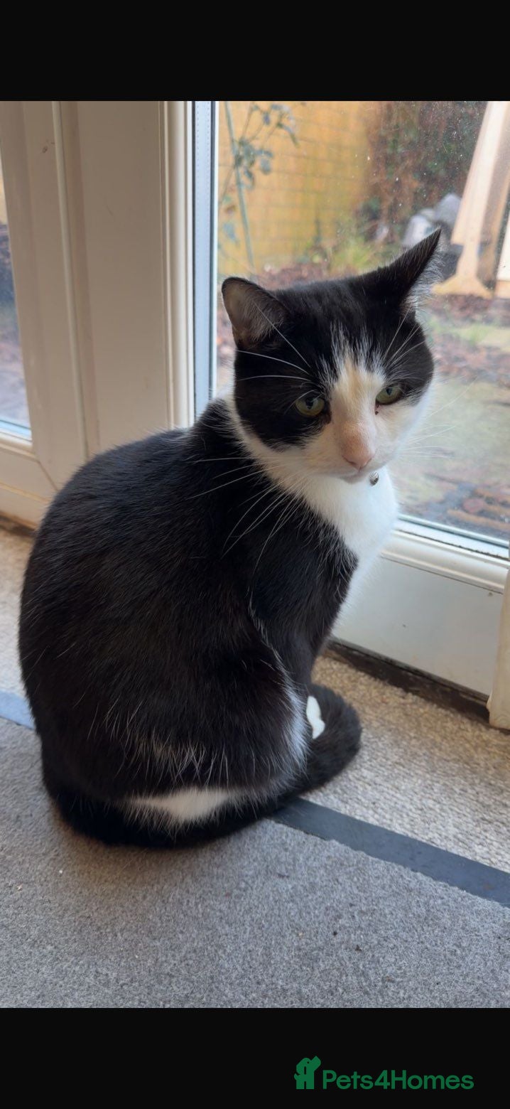 Mixed Breed cats 4 year old mixed breed cat  - Advert 2