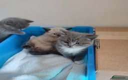 British Shorthair cats for sale: British Shorthair Kittens - Image 19