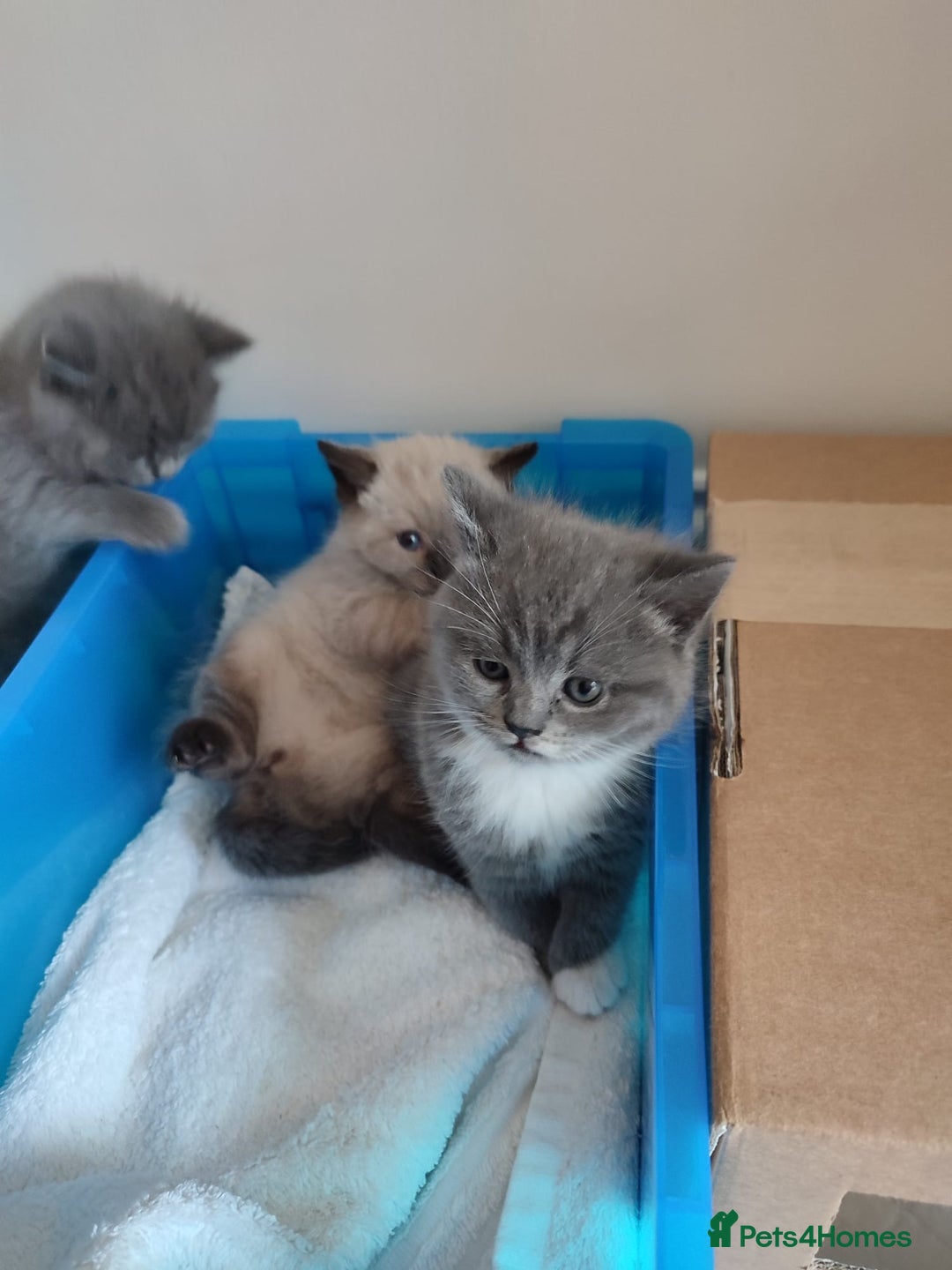 British Shorthair cats for sale: British Shorthair Kittens - Image 19