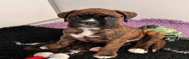Boxer 1
