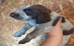 Italian Spinone dogs for sale: A beautiful litter of Italian Spinones  - Image 25