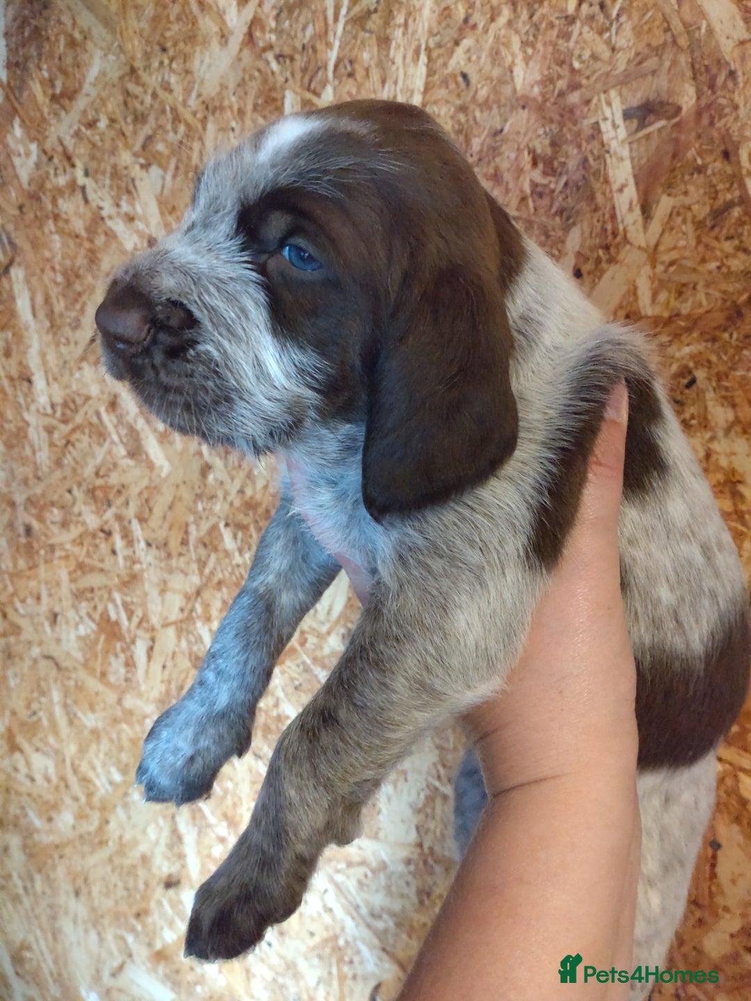 Italian Spinone dogs for sale: A beautiful litter of Italian Spinones  - Image 25