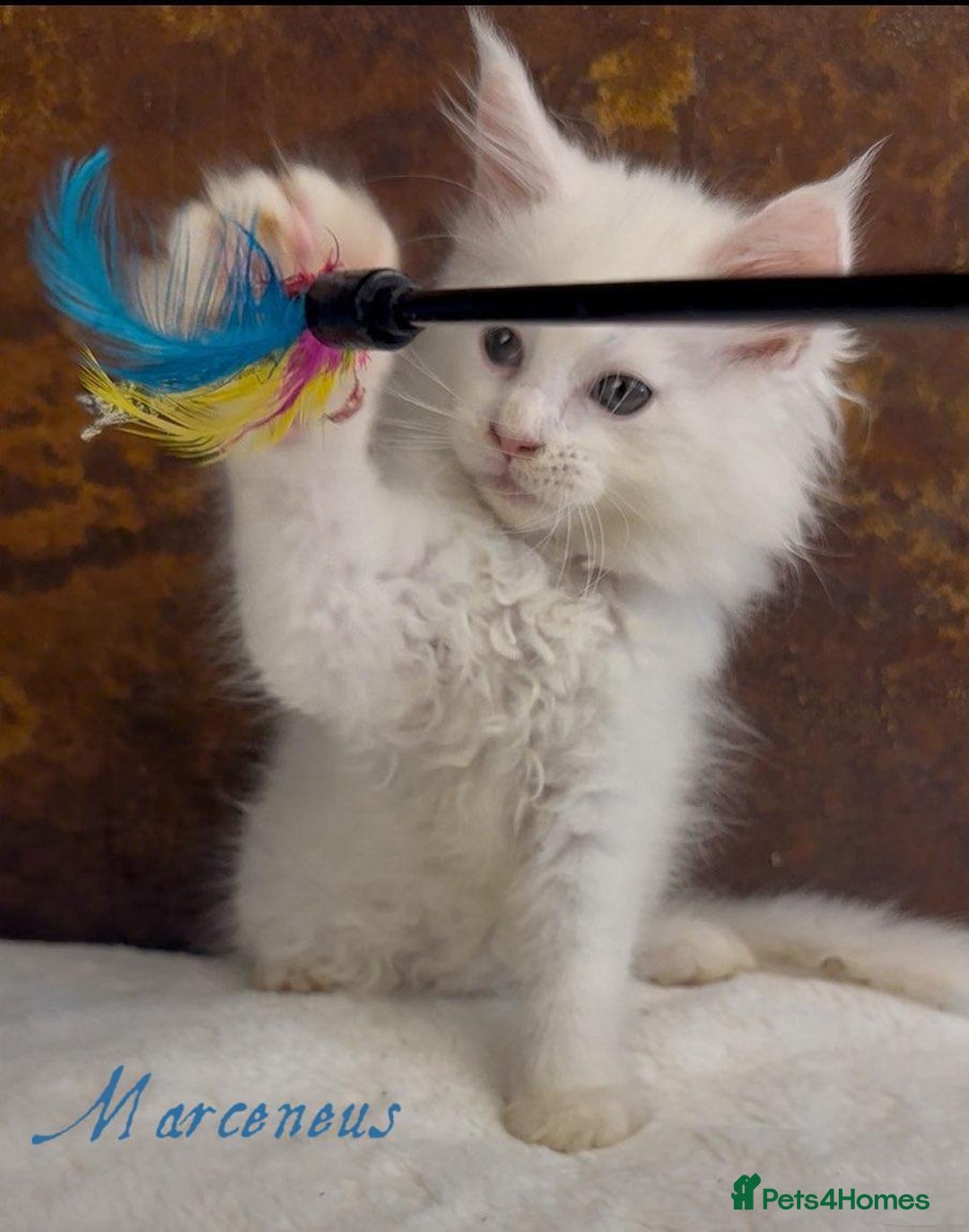 Maine Coon cats for sale: Championship line GCCF Maine Coon kittens  - Image 18