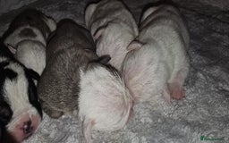English Bulldog dogs for sale: 🌟 health tested parents 🌟 - Image 32