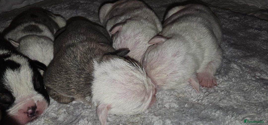 English Bulldog dogs for sale: 🌟 health tested parents 🌟 - Image 32