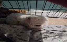 West Highland Terrier dogs for sale: Gorgeous pedigree westies, excellent bloodlines - Image 26