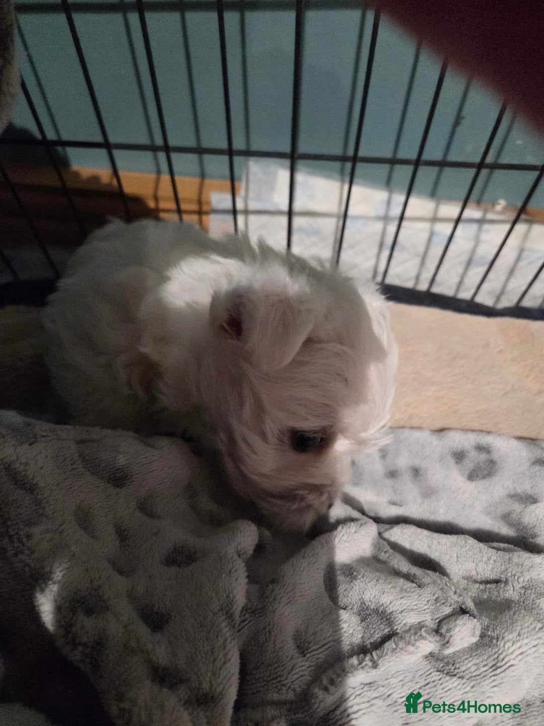 West Highland Terrier dogs for sale: Gorgeous pedigree westies, excellent bloodlines - Image 26
