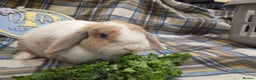 Mini Lop rabbits for sale: Mini lop bunnies - Advert 8