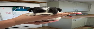 English Springer Spaniel 7