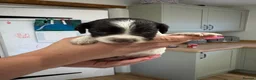 English Springer Spaniel dogs for sale: KC Registered English Springer Spaniel Puppies  - Advert 13