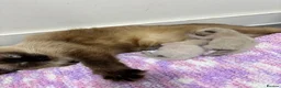 Ragdoll cats for sale: Beautiful Lilac Ragdoll Kittens 🐾🐾 - Advert 9