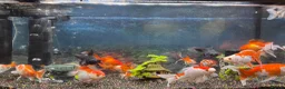 Goldfish fish for sale: Good quality gold fish & koi carp  in Leicester - Advert 5