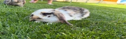 Mini Lop rabbits for sale: Mixed Mini Lop baby rabbits  in Maidstone - Advert 12