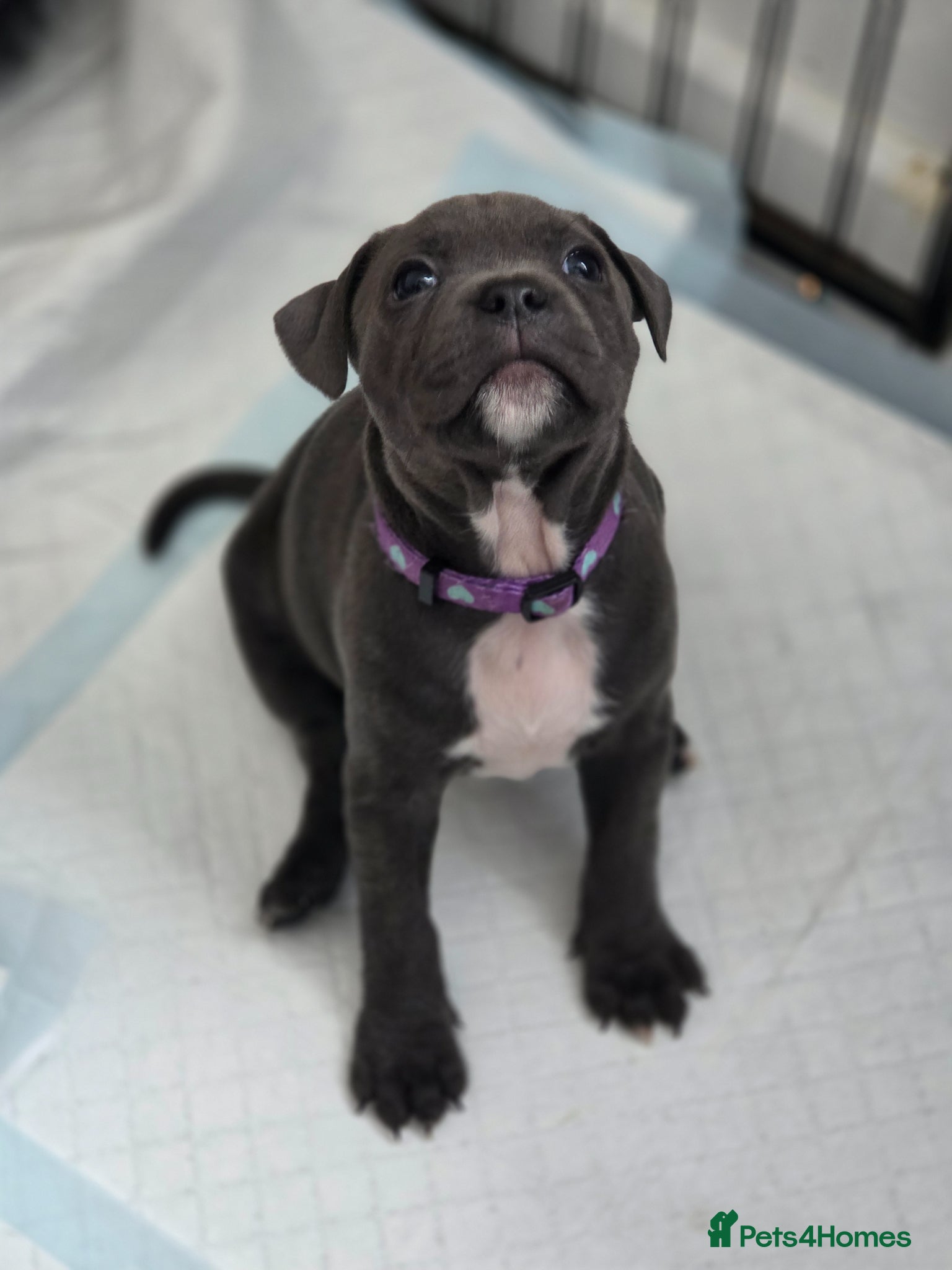 Staffordshire Bull Terrier dogs KC Reg Staffordshire Bull terrier puppies  - Advert 11