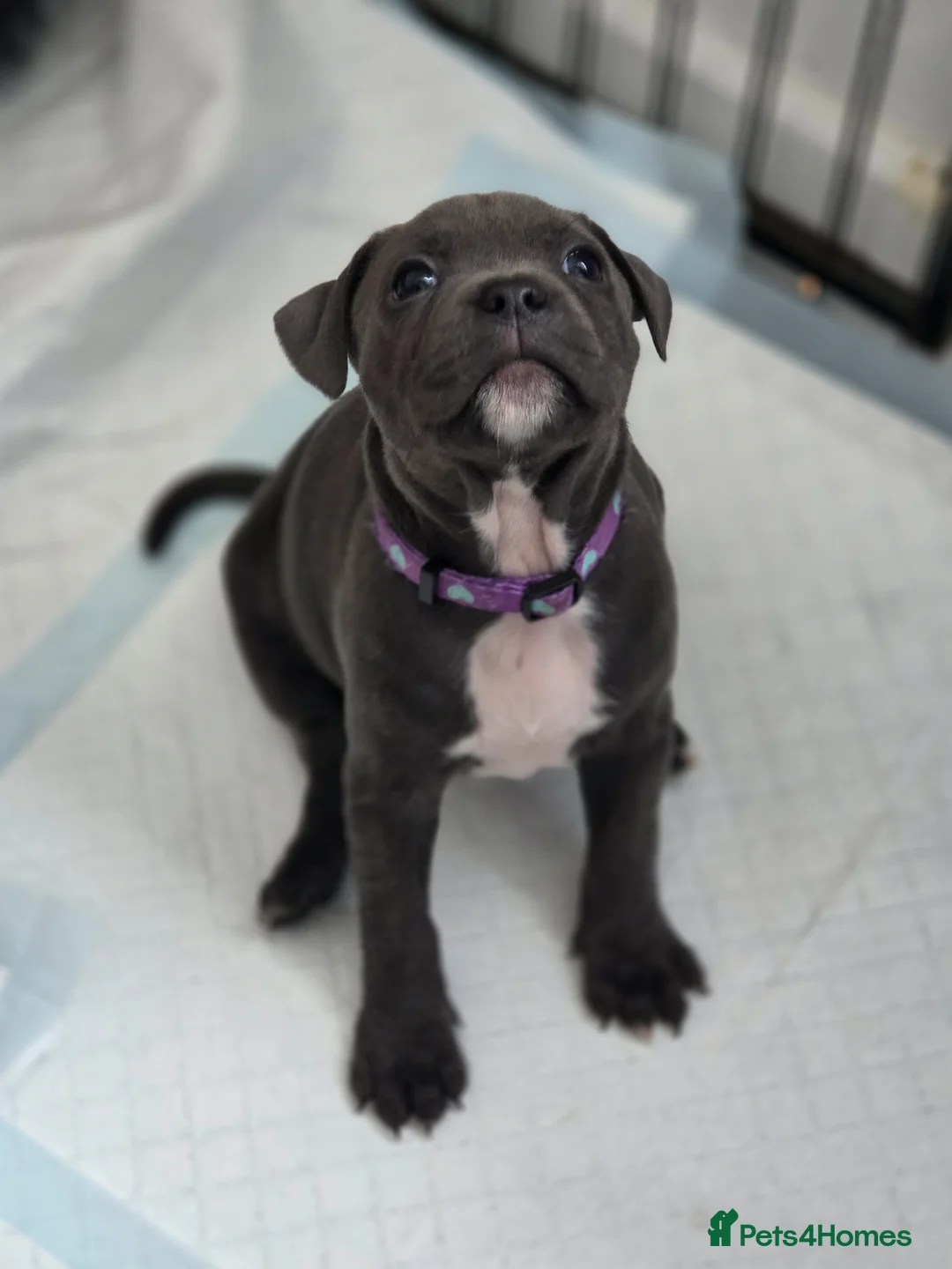 Staffordshire Bull Terrier dogs for sale: KC Reg Staffordshire Bull terrier puppies  - Advert 2