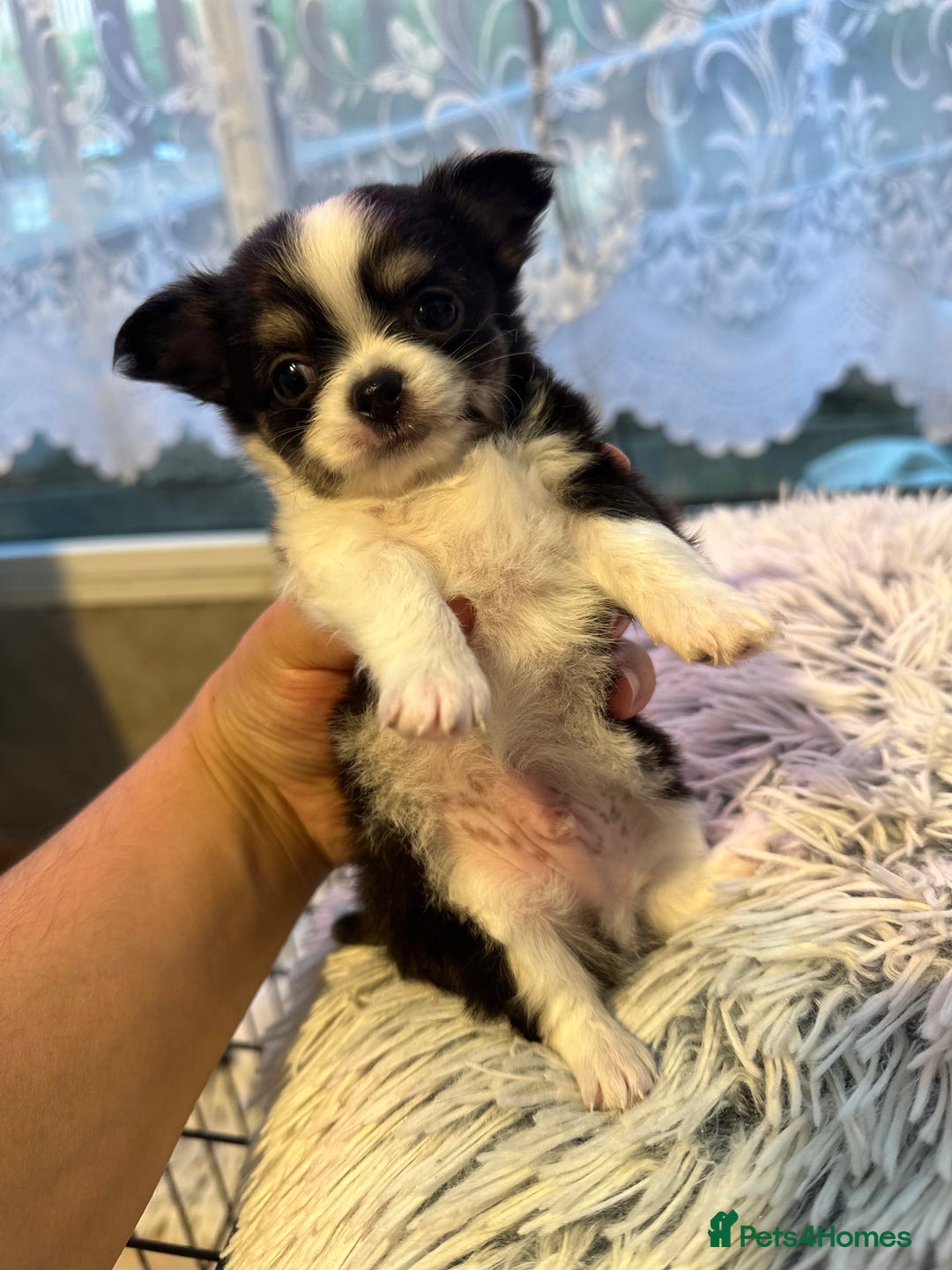 Chihuahua dogs for sale: Chihuahua  - Image 6