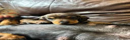 Dachshund dogs for sale: Irresistible miniature Dachshunds  in Malpas - Advert 7