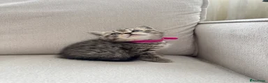 British Shorthair Kitten 5