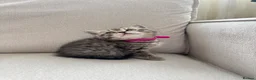 British Shorthair cats for sale: British shorthair / scottish fold kittens - Advert 15
