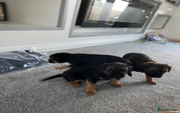 Border Terrier dogs for sale: 🐾 Adorable Border Terrier Puppies! 🐾 - Advert 1