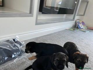 Border Terrier dogs 🐾 Adorable Border Terrier Puppies! 🐾 - Advert 11
