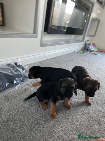 Border Terrier dogs 🐾 Adorable Border Terrier Puppies! 🐾 - Advert 1