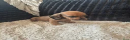 Dachshund dogs for sale: Kc dachshund puppies! - Advert 11