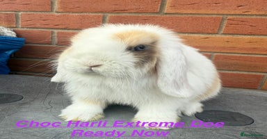Mini Lop rabbits in Chard - Advert 9