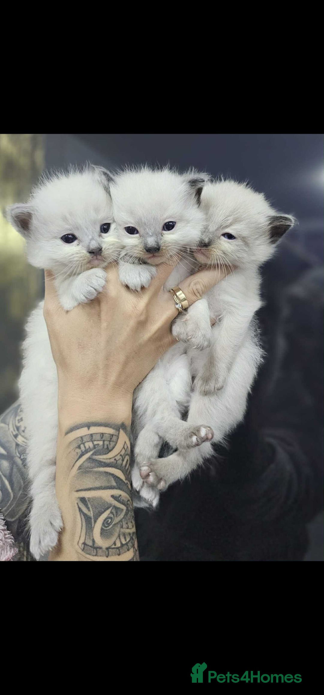 Ragdoll cats for sale: Ragdoll kittens  - Image 4