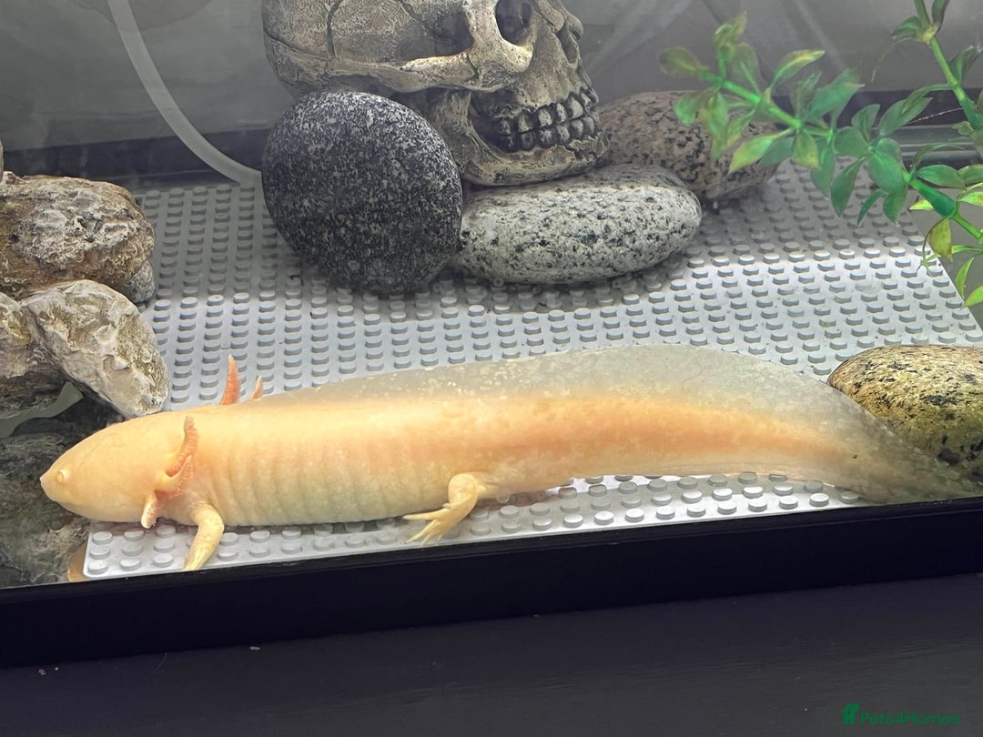 Axolotl reptiles for sale: Golden Male axolotl - Image 3