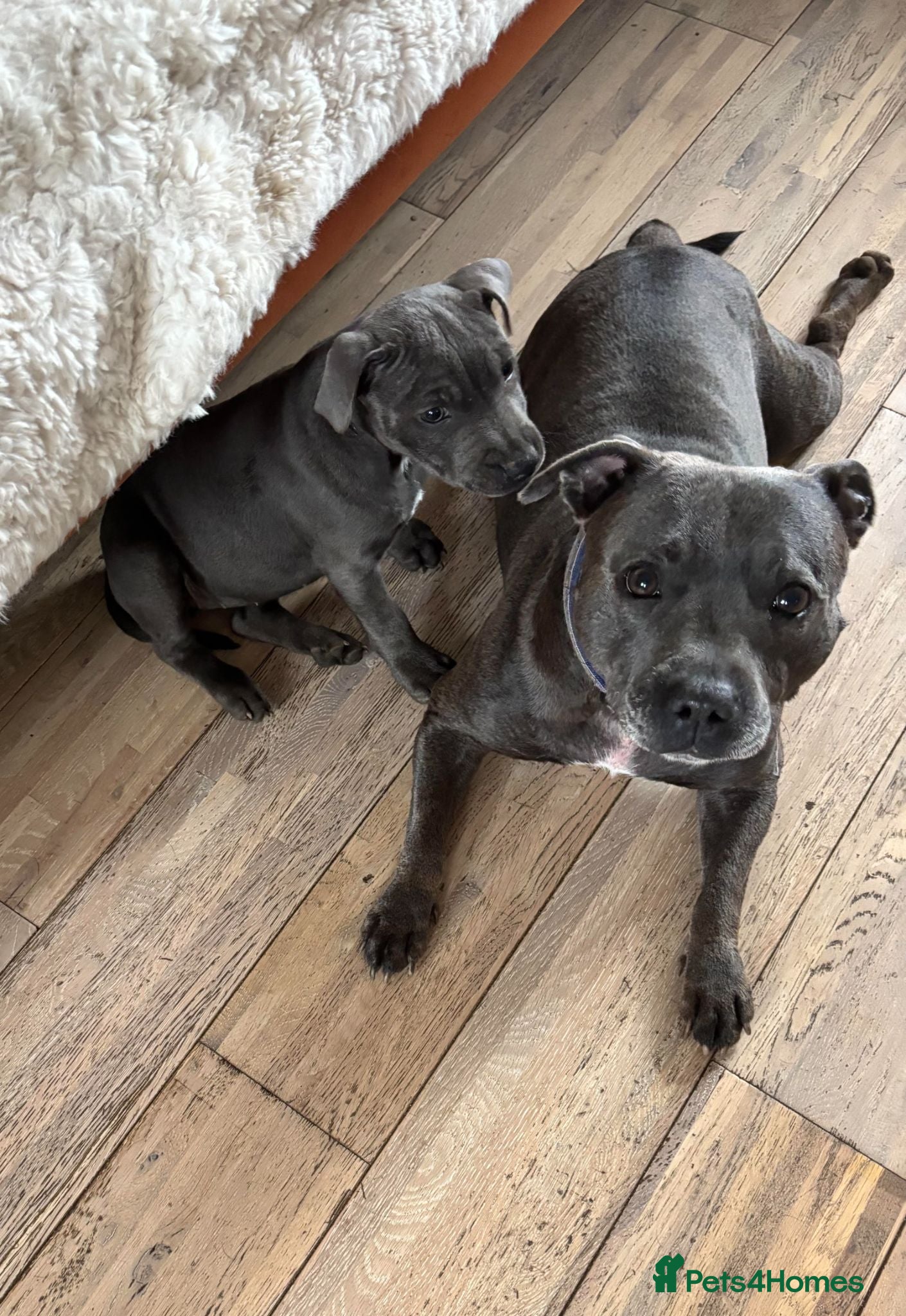 Staffordshire Bull Terrier dogs Beautiful Blue Staffordshire Bull Terrier - Advert 1