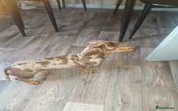 Miniature Dachshund dogs for sale: Miniature dachshund  - Image 5