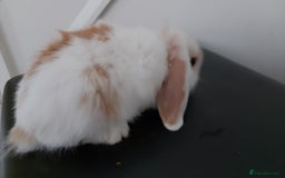 Mini Lop rabbits for sale: Mini lops rabbits - Image 3