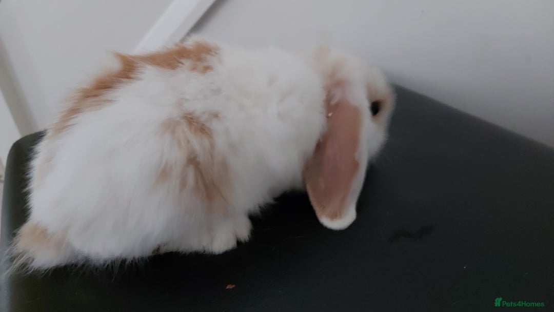 Mini Lop rabbits for sale: Mini lops rabbits - Image 3