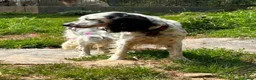 English Setter dogs for adoption: Musa  in New Romney - Advert 4