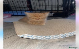Bengal cats for sale: Kittens  in London - Image 7
