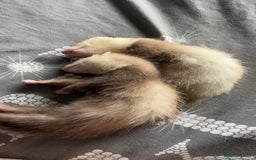 Ferret rodents for sale: angora - Image 1
