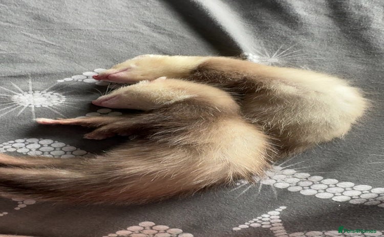 Ferret rodents - Advert 6