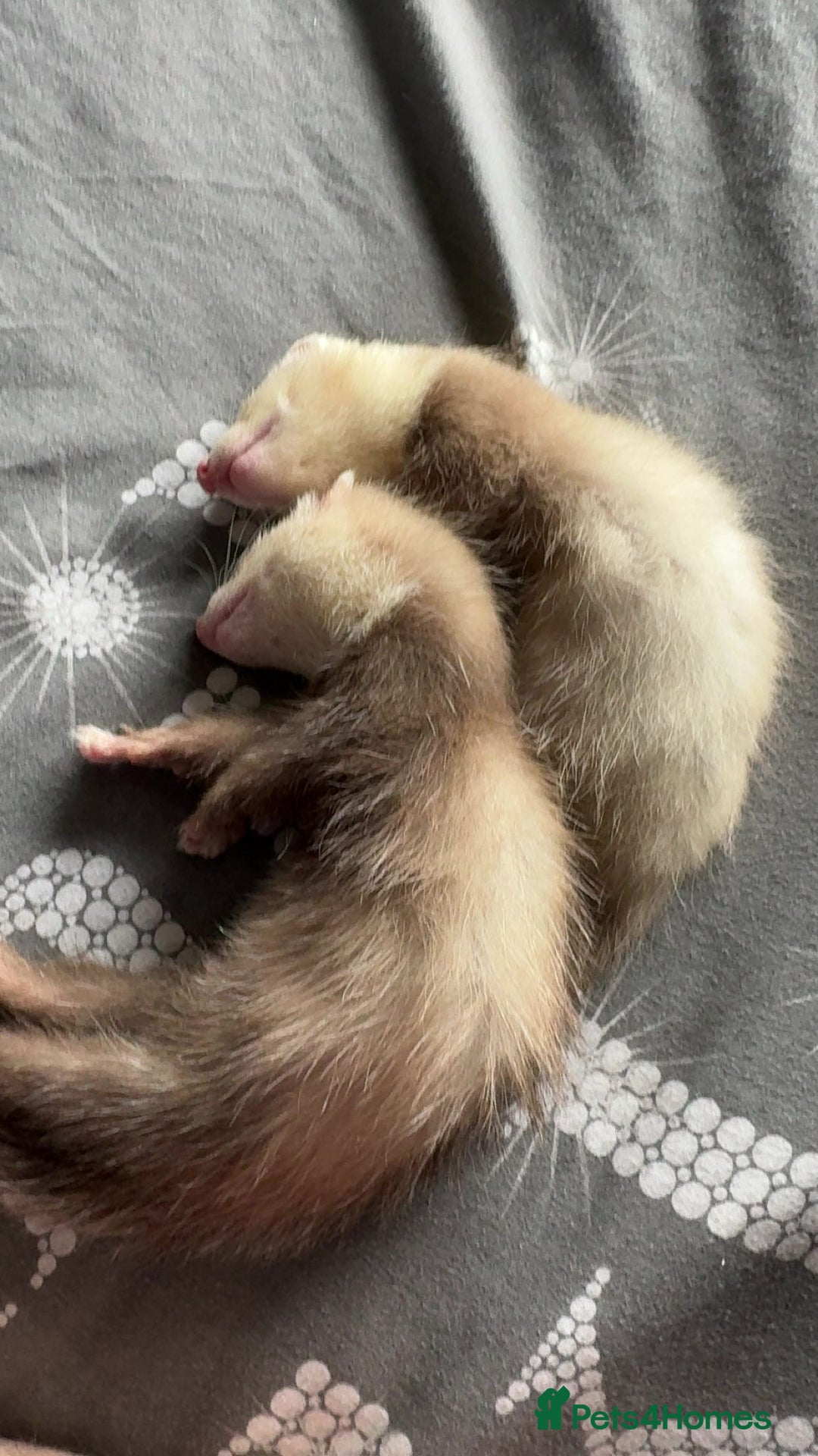 Ferret rodents for sale: angora - Image 1